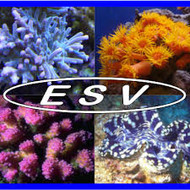 ESV